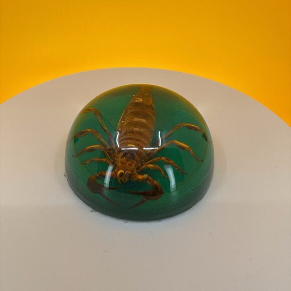 Scorpion Encased in Pexiglass - Picture 2 of 16